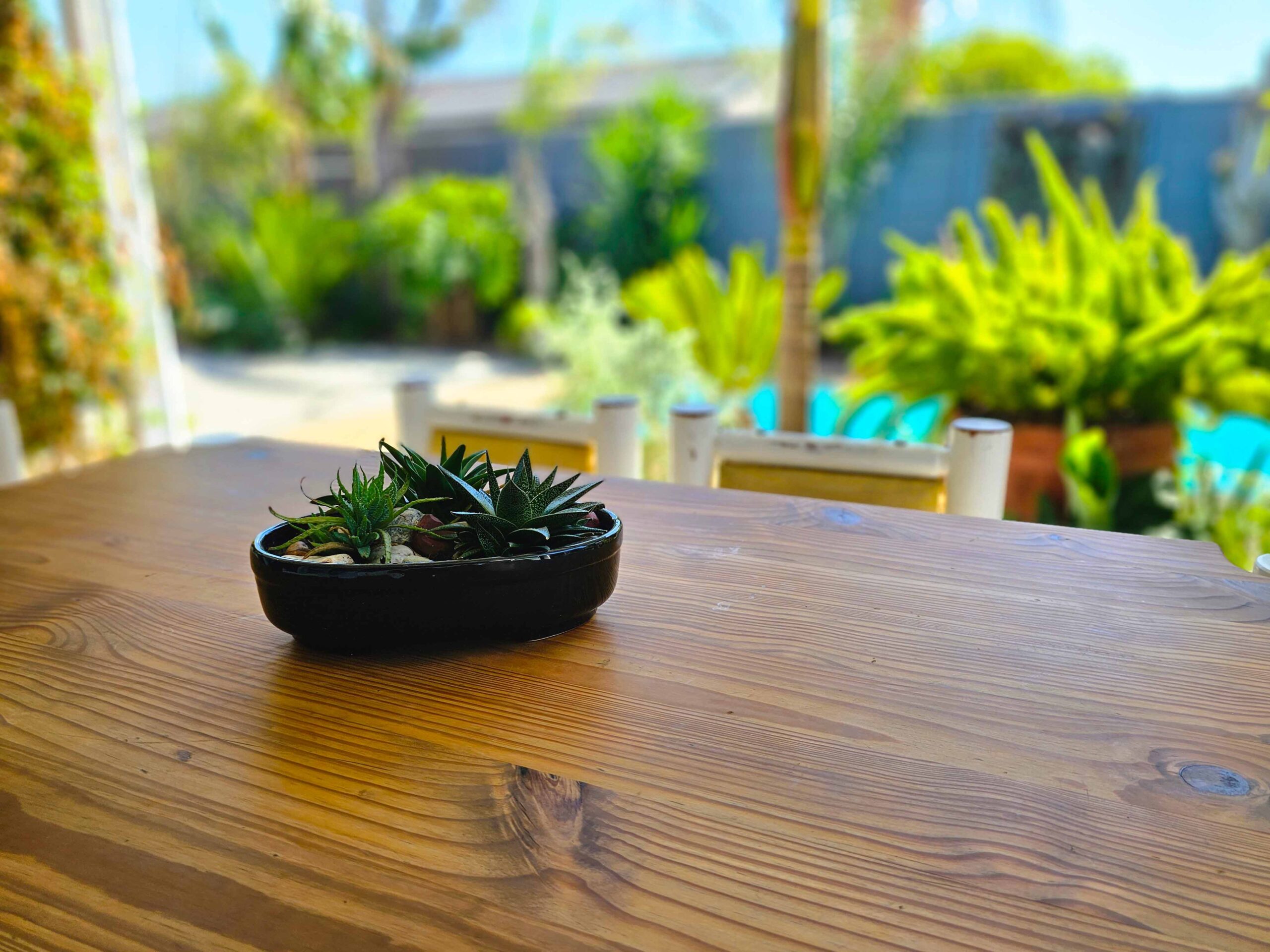 Close-up of a small succulent plant in a black pot on a wooden table at Northern Vine B&B in Brackenfell, with lush greenery in the background, creating a cozy and inviting atmosphere.